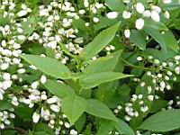 Deutzia gracilis (fam Hydrangeacees) (Japon, Chine) (5) (Photo F. Mrugala)